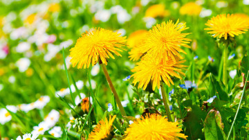 желтые одуванчики в зелёной траве природа цветы весна
