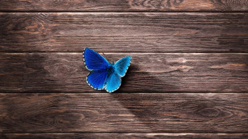 минимализм, доски, голубая бабочка, насекомое, 3840х2160, 4к
