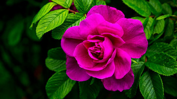 Фото бесплатно зеленые листья, цветы, флора, розовая роза