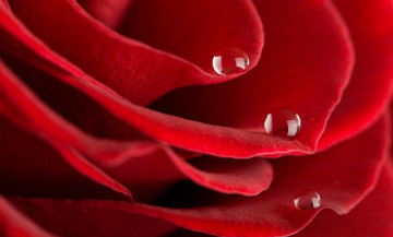 красная роза, макро, капли, цветок, шикарные обои на рабочий стол, Red rose, macro, drops, flower, elegant wallpapers