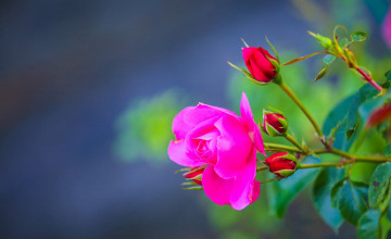 Яркий цветок розы, розовая роза