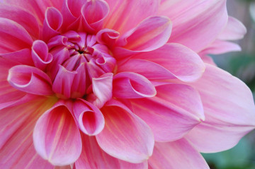 розовая георгина крупным планом, цветок