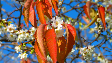 Фото бесплатно цветущее растение, цветы, макросъёмка, ветка дерева, весна, листья