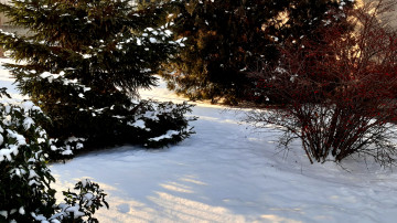 деревья в снегу 3840х2160 зима