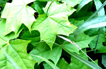 3840х2500 4к обои молодые зеленые листья клёна