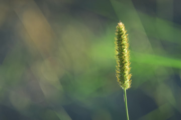 Фото бесплатно колосок, растение, макро, минимализм, размытый фон