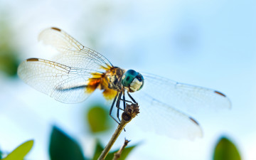 Фото бесплатно стрекоза, летать, крылья, макро, насекомое