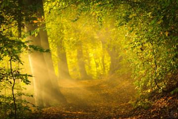 лес, деревья, природа, лучи солнца