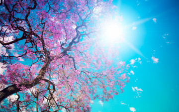 Фото бесплатно вишни, небо, солнечный свет