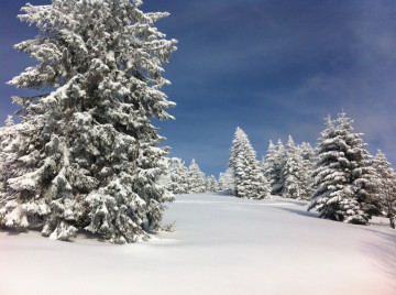 Фото бесплатно Эльзас, горный хребет, замораживание, природа, снег, иней, ёлки
