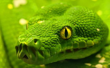 зеленая змея, анаконда, пресмыкающиеся, ползучие