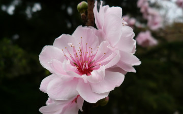 весна, розовый цветок, цветущее фруктовое дерево, макро, красивые обои, Spring, pink flower, blossoming fruit tree, close-up, beautiful wallpaper