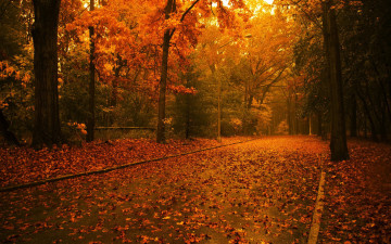 Фото бесплатно опавшие листья, дорога, путь