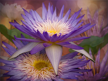 Картина из водяных лилий, цветы