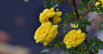 желтые розы, цветы, куст