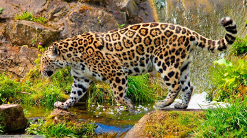 Фото бесплатно животные, ягуар, пятнистый, большие дикие кошки