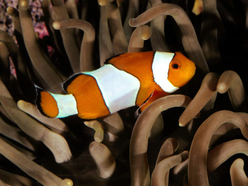 рыба клоун, кораллы, дно океана, под водой, обои скачать, clown fish, corals, ocean floor, underwater, wallpaper download