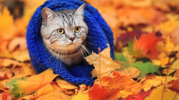 Фото бесплатно обои забавный кот, листья, милая кошка, осень