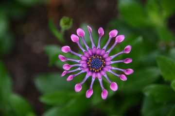 Фото бесплатно растение, Календуловые, лето, цветок, размытость
