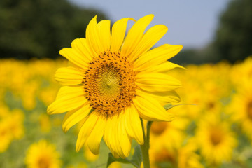 Фото бесплатно подсолнечник, лепестки, близко, яркий жёлтый цветок
