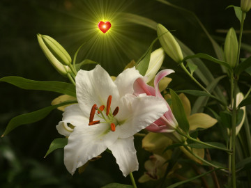 Фото бесплатно белая лилии, цветы