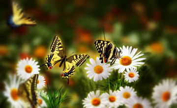 Фото бесплатно бабочки, поле, природа, белые ромашки