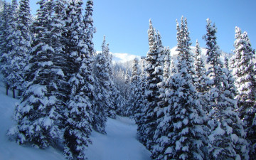 елки в снегу в хвойном лесу 1920х1200