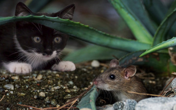 3840х2400, 4К обои животные кот охотится на мышь