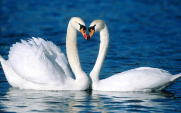 Лебеди пара, на воде, птицы, хорошее качество обои, Swans pair on the water, birds, good quality wallpaper