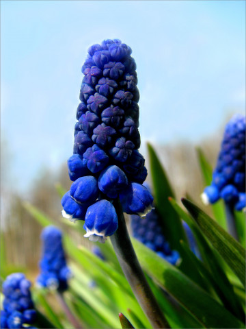 синий цветок, мускари, листья, макро, обои для гаджетов, blue flower, leaves, macro, wallpaper for gadgets