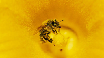 макро, пчела, пыльца, цветок, жёлтый, опыление