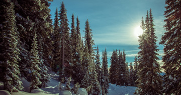 Обои на рабочий стол Mt Rainier National Park, зима, горы, природа, снег, деревья, пейзаж, солнце