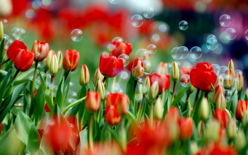 весенние обои, цветы, тюльпаны, мыльные пузыри, весна, природа, spring wallpaper, flowers, tulips, bubbles, spring, nature