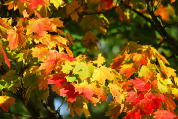 ветка кленового дерева, красно-жёлтые листья, осень, природа
