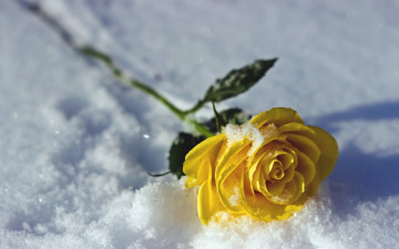 желтая роза в снегу на морозе