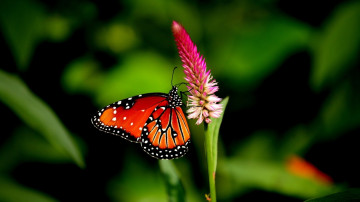 макро, бабочка на цветке, лето, природа, насекомое, красивые яркие качественные обои, Macro, butterfly on a flower, summer, nature, insect, beautiful bright high-quality wallpaper