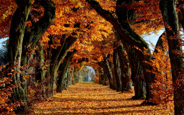 Фото бесплатно опавшие листья, парк, природа, живой тоннель, осень