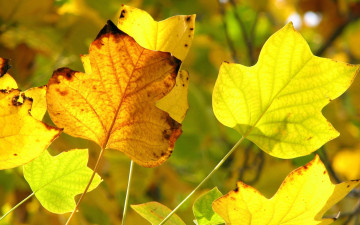 желтые листья, осень, природа