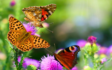 бабочки на цветах, макро, насекомые, лето, чудесные обои на рабочий стол, Butterflies on flowers, macro, insects, summer, wonderful wallpapers