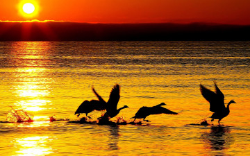 закат, море, птицы, солнце, отражение лучей, фото, обои, Sunset, sea, birds, sun, reflection of rays, photo, wallpaper