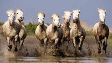 Кони бегущие по воде, лошадь, животные скачущие, фото, картинки, Horses running in the water, horse, galloping animals, photos, pictures