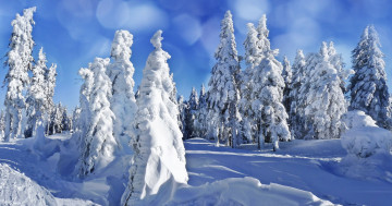 Обои на рабочий стол зима, пейзаж, ели, деревья, снег, ёлки, елки, природа, сугробы