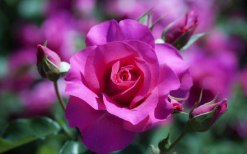 1920х1200 розовая роза бутон цветок