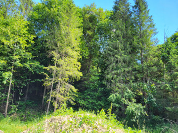 природа, лес, лето, деревья, смереки европейские