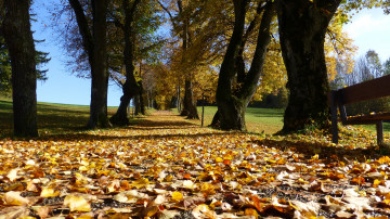 Фото бесплатно дерево, лес, растение, осень, опалые листья