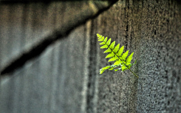 лист зеленый, дерево, минимализм, обои, Leaf green, tree, minimalism, wallpaper