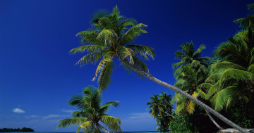 пальмы, остров, тропики, море, побережье, голубое небо