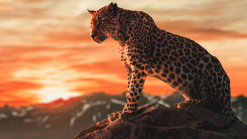 гепард, животные, закат солнца, дикие кошки