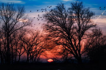 Фото бесплатно закат, деревья, силуэты, птицы
