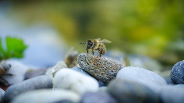 Фото бесплатно пчела, камни, размытый фон